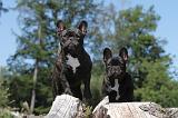 BOULEDOGUE FRANCAIS 026